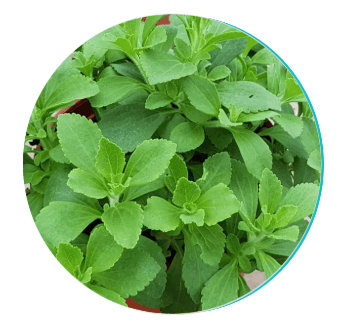 Biodentex Ingredients 2